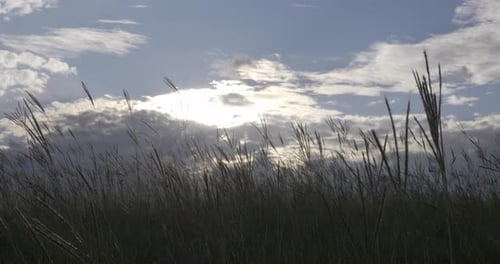 Field of Tall Grass Swaying with Cloudy Sky