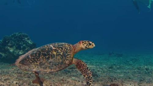 Turtle Swims on the Reef in the Maldives