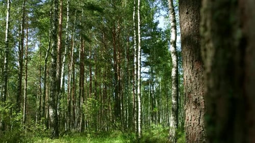 View From Behind Tree on Dense Mixed Forest with Tall Grass. Panorama
