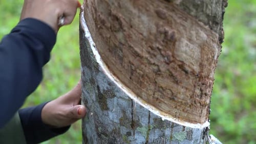 Agricultor arranha uma seringueira para liberar o líquido da casca em uma plantação próxima à cidade