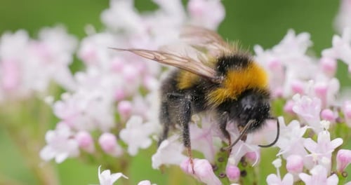 Bumblebee Collecting Pollen on Pink Flowers