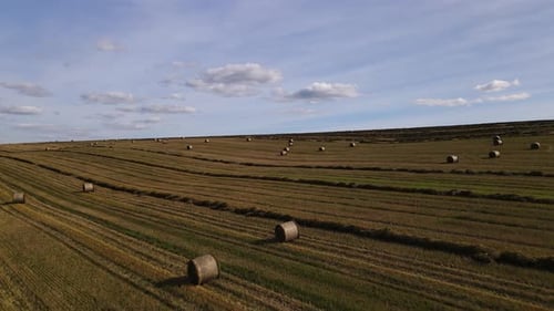 Aerial Panoramic View Drone Flies Forward Over a Wheat Field with Haystacks