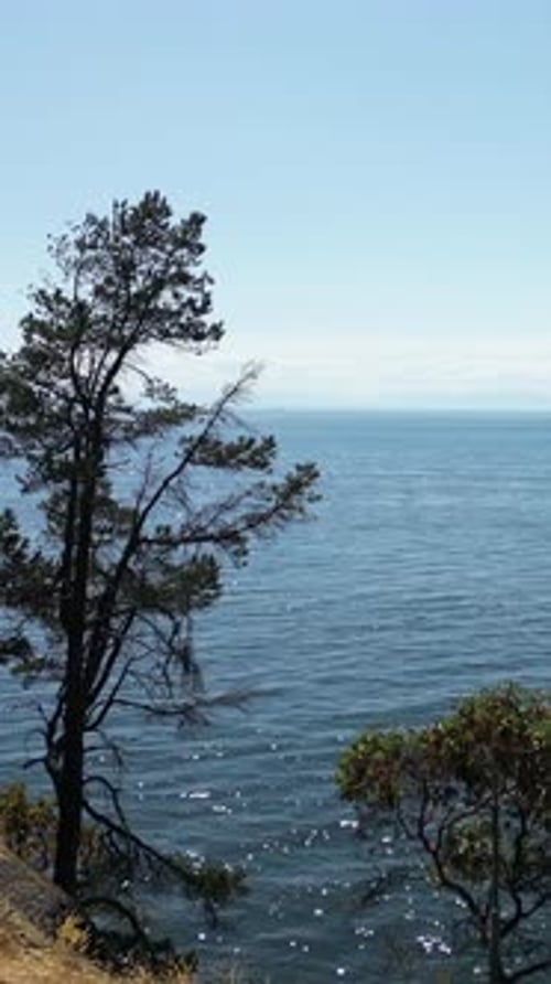 Ocean View With Pine Trees. British Columbia, Canada.
