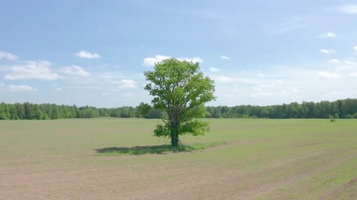 Orbiting flight around the lonely tree in the summer field
