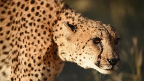 Nahaufnahme. Cheetah ist draußen in
der Tierwelt