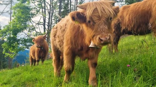 Close up of curious Scottish Highland calf with bell on green pasture in the Swiss Alps near Lenk Ca