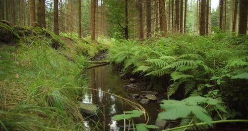 A serene stream flows through a dense forest, framed by vibrant ferns. Scenic brook in summer woodla