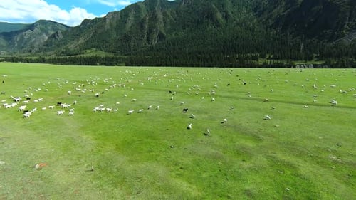 Aerial view of large goats herd pasture on green field in mountain valley.