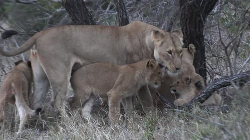 Adorable footage of a lionesses gently interacting with her playful cubs in the wild.