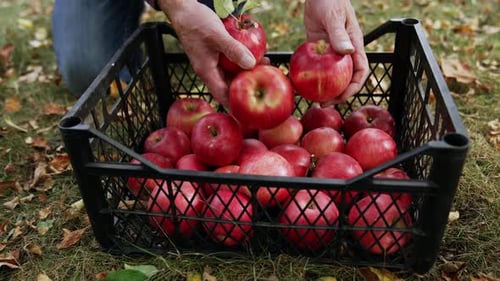 Apple harvesting in basket. Picking orchard organic fruits.
