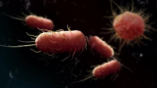 Animated Microorganisms Under a Scientific Microscope