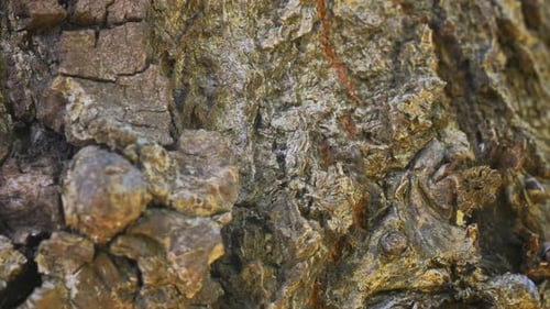 Close Up of Detailed and Textured Tree Bark