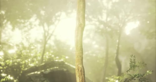 Sunlight Filters Through a Serene Forest Illuminating a Tall Tree Trunk