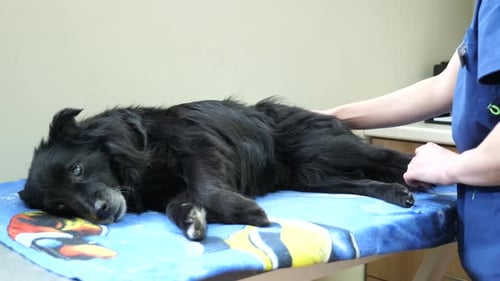 Vet doctor examining dog muscles at a clinic.