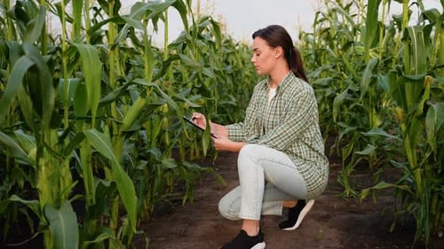 Woman Examining Corn Crop with Tablet in Field