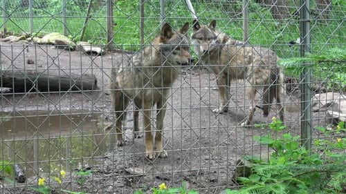 Famille de loups gris (Canis lupus) derrière une clôture, animal en captivité