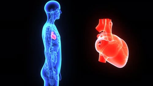 3D medical illustration of human body and heart anatomy