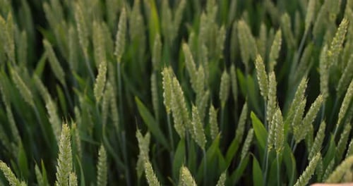 Farmer's Hand Stroking Ears of Wheat at Sunset Top View