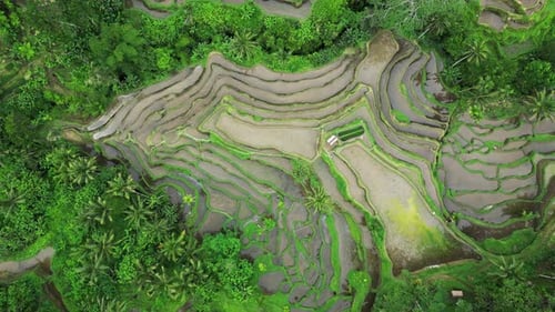 Tegalalang Rice Terrace,