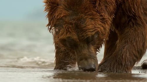 Brown Bear holding and eating Salmon fish in lake Kuril Kamchatka, medium shot