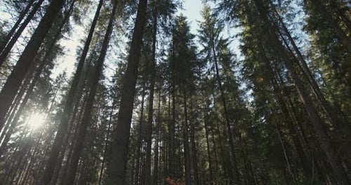 Rotational Pan in a Forest of Tall Coniferous Trees Looking Up From Below Into the Canopy and Bright