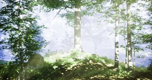 Sunlight Filters Through Trees in a Misty Forest During the Morning Hours