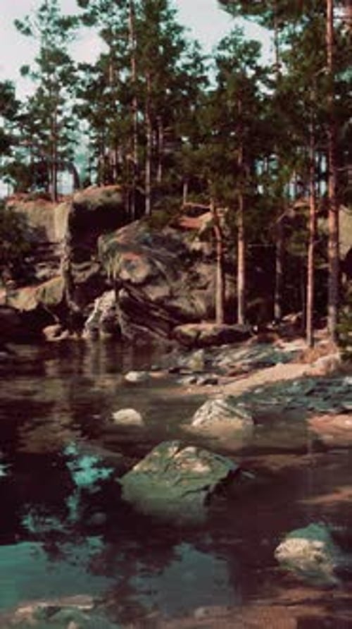 River Flowing Through Dense Forest