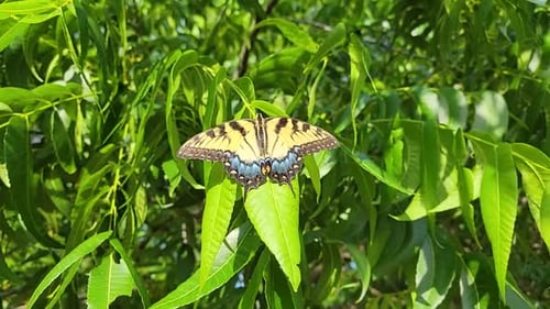 Vidéo statique en gros plan d'un machaon tigre de l'Est Papilio Glaucus sur une feuille.