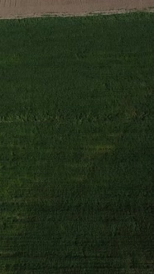 Drone View of Wheat Field