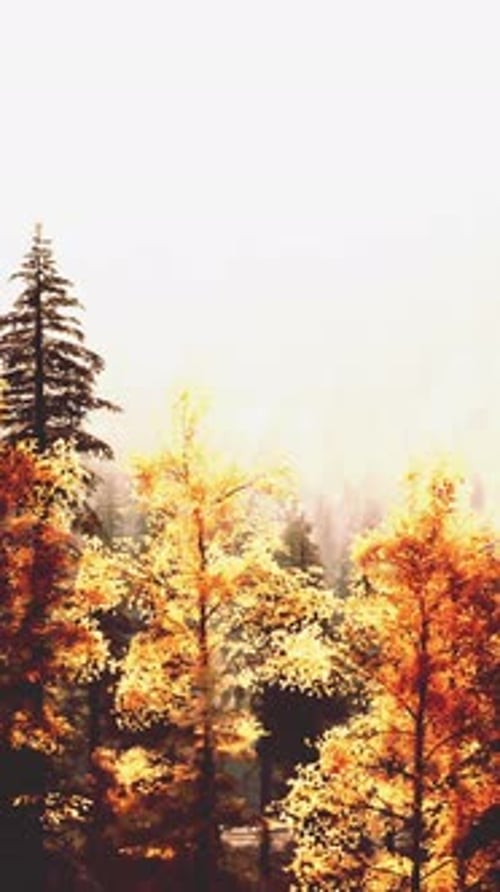 A Forest Filled with Lots of Tall Trees