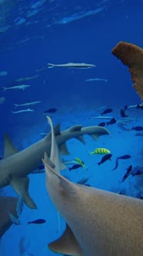 Group of Sharks Close Up and School of Fish Marine Life with Nurse Shark in Blue Ocean