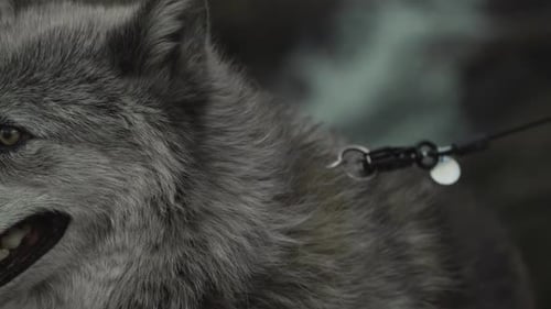 Close-Up of a Calm Predator