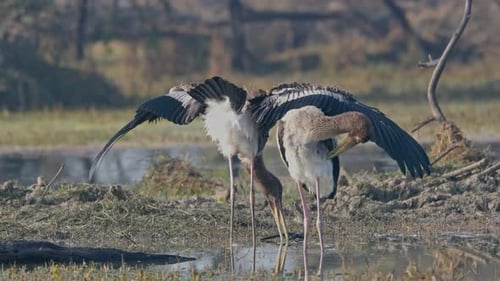 Two juvenile painted storks searching food in the marsh.