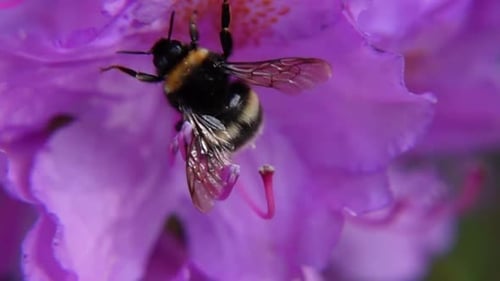 Bumblebee on Purple Flower Petals