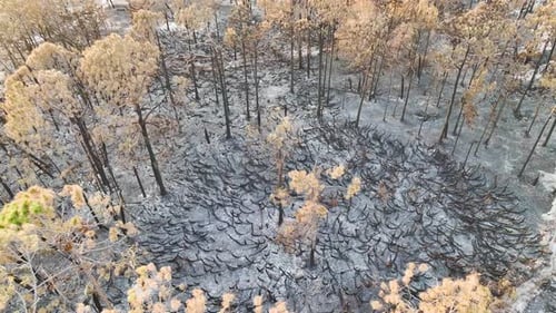 Charred Dead Vegetation Burnt Down After Wildfire Destroyed Florida Jungle Woods Devastated Forest