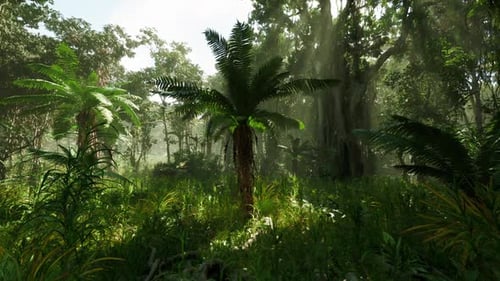 Lush Green Jungle Landscape in Southern China During Early Morning Light