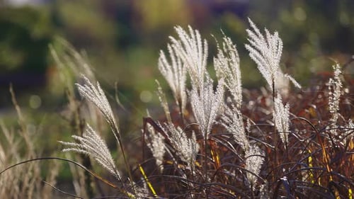 Soft white plumes of tall grass swaying in the breeze, surrounded by golden and brown stems