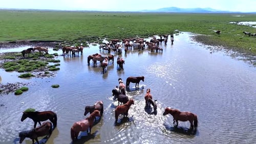 Horses Gather in Water on Green Plains