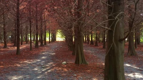 A serene path through a Bald Cypress grove with reddish-brown needles covering the ground under a na