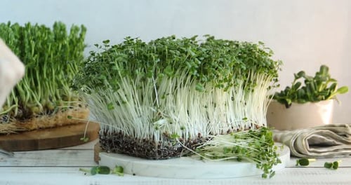 Harvesting Fresh Microgreens with Scissors in Kitchen