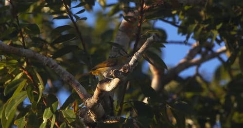 A solitary White-lored Euphonia male perches in Peru’s Amazon, framed by green canopy and light.
