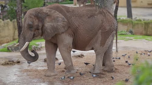 Elephant with Ivory Tusks Stands among Pigeons