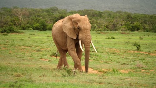 Large elephant happily walking across grassland swinging trunk and tail