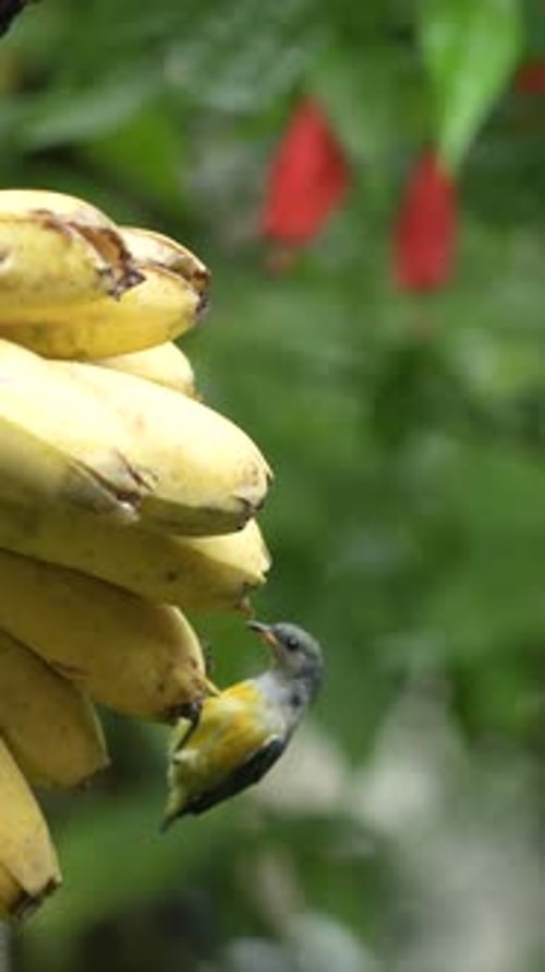 Small Bird Feeding on Bananas in Tropical Setting