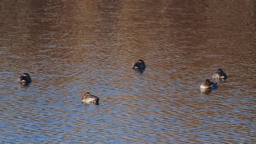 Common Pochard