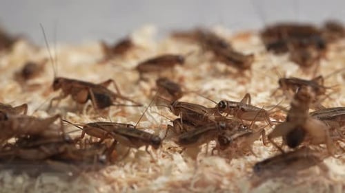 Crickets 20