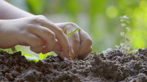 boy planting a green plant Caring for environment. Gardener on plantation plants sprouts in soil. ,