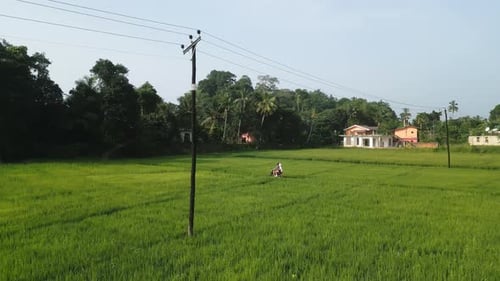 Aerial of Couple Ride on Motorbike in Rice Field Plantation Drone Shot of Man Woman Driving
