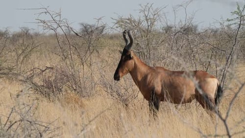 Side Portrait Of Red Hartebeest Standing On Open Plains In Africa. wide