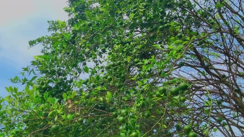 frische grüne Orangen hängen am Baum